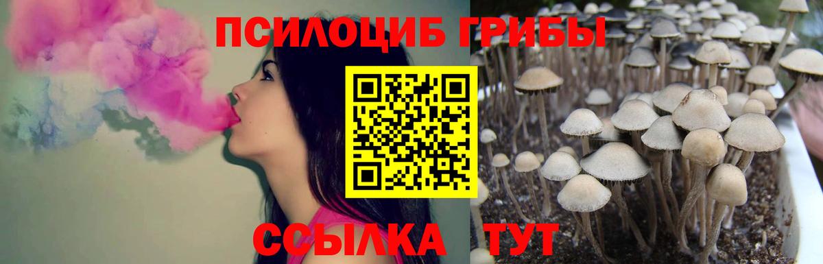 Галлюциногенные грибы Psilocybine cubensis Советская Гавань